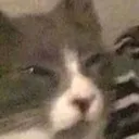 cat_suspicious Discord Emoji