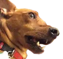 mordikek