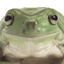 frognod