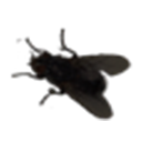 fly Discord emoji