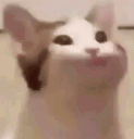 bopbopbop