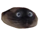 hole_cat
