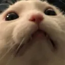 Threatenedcat Discord Emoji