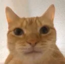 catstares