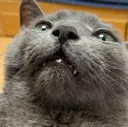 wot