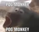 pog_monkey Discord Emoji