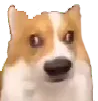 dogwhat dogwhat