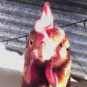 chicken