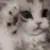 wnim_kittie_FSoftware