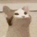 sef