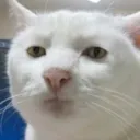 YScat