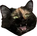mochaHaa mochaHaa
