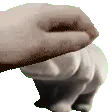 hippopat
