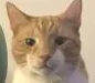 Catwut catwut Discord Emoji