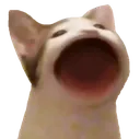 OMEGACAT OMEGACAT