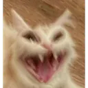 catscream