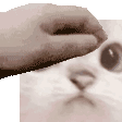 Cat Pat catpat Discord Emoji