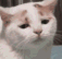 D_catBored Discord emoji
