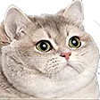 CatStare
