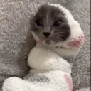 GatointheSocko