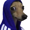 cachorro cachorro