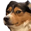 doggo