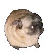 pugvibe
