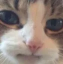 catto_ded
