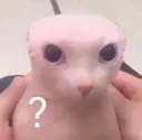 SCbingusWHAT