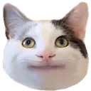 catok