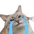 catcry