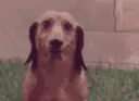 happydoge happydoge