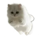 FloofAttacc Discord Emoji