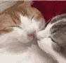 catkiss_4