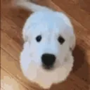 boopdog boopdog