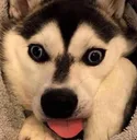 dogderp