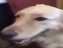 buttadog