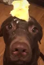 buttadog2