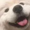 dog_close