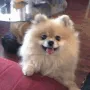 dog_what
