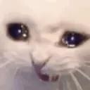 catCry