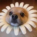 dog_sunflower