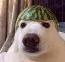 dog_melon