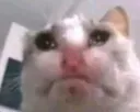 sadcat