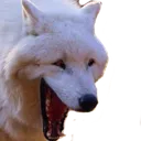 wolfkek