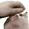 patCat