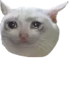 cryingcat