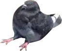 sittingpigeon sittingpigeon