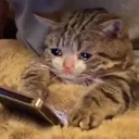 crycat2 crycat2