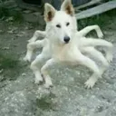 curseddoggo